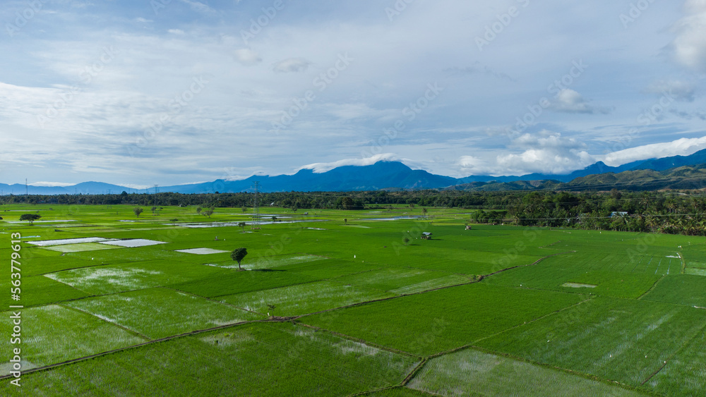 The view from the height of the rice fields with hills in the background