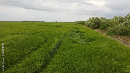 Green fields. Shooting from a drone. Camera movement up. High quality FullHD aerial footage