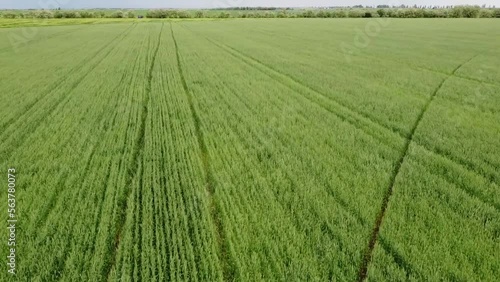 Quick drone flight over green wheat fields and ploughing. High quality FullHD footage