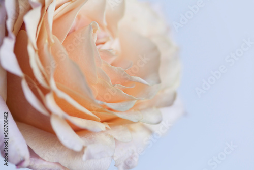Closeup of peach colored rose blossom with shallow depth of field.