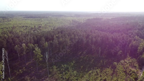 Panorama of a dense forest and a highway at sunset. High quality FullHD footage