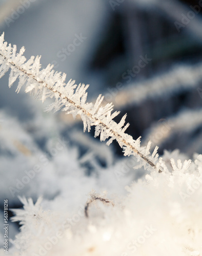 Beautiful abstract winter macro photography - plants in below zero temperature © faveteart
