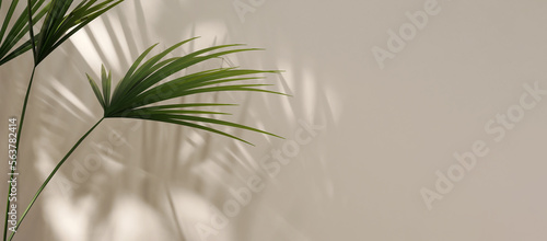 Modern, minimal blank beige wall with green bamboo palm tree in sunlight, leaf shadow for luxury organic cosmetic, skin care, beauty treatment product display banner background 3D © Sue Tansirimas