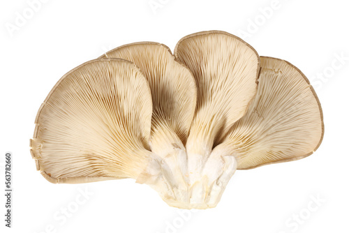 oyster mushroom on white background 