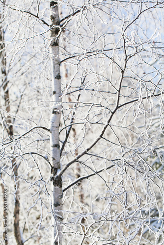 Trees covered with frost. Frozen white tree branches