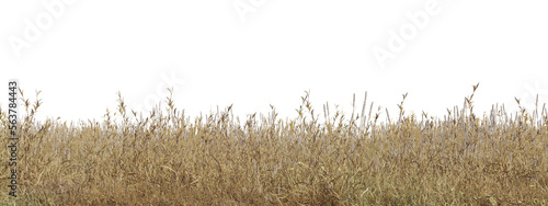 Dry grass field in nature,  meadow in summer, Tropical forest isolated on transparent background - PNG file, 3D rendering illustration for create and design or etc