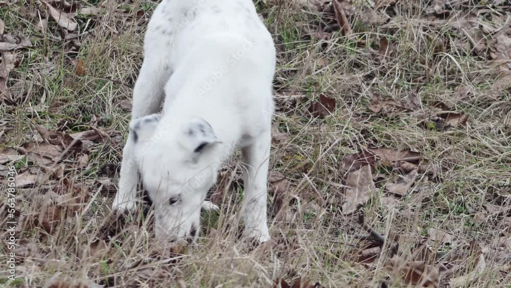 a stray young dog with an interesting coloration is nibbling something in a clearing, front view