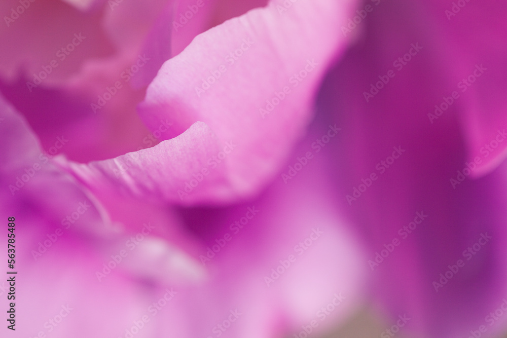 Bright pink peony closeup photo with shallow depth of field. 