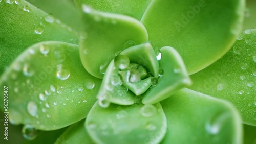 A beautiful green hydrophobic plant that repels raindrops from above. Macro and close up shot in nature.