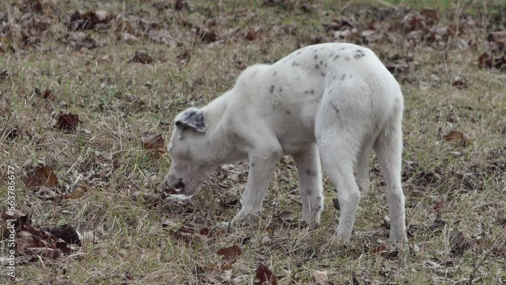 a young hungry dog nibbles something in a clearing in the forest, rear view a young hungry dog nibbles something in a clearing in the forest, rear view