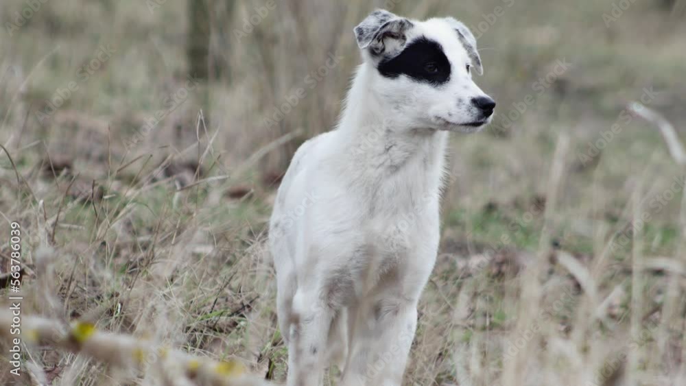 portrait of a young dog with an interesting coloration in a clearing in the forest portrait of a young dog with an interesting coloration in a clearing in the forest