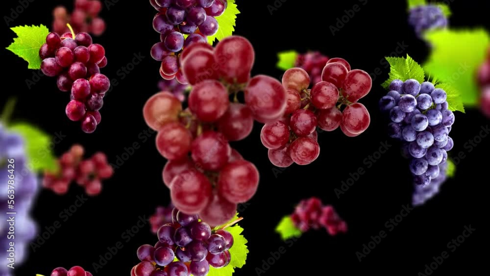 Falling grapes Background, with Alpha Channel, Loop
Falling grapes Background, with Alpha Channel, Loop