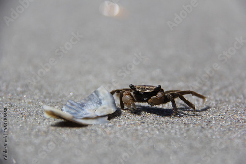 up close crab on the sand © Happier_Outside