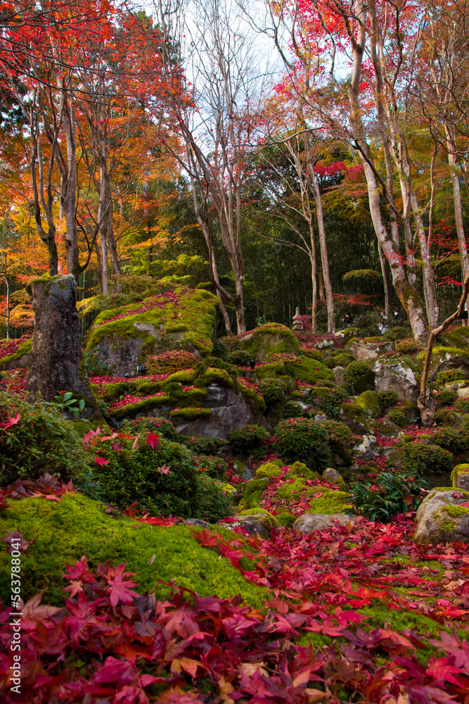 紅葉 紅葉