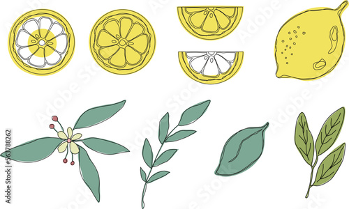 Fresh lemon fruits with green leaves. Set. Whole lemon cut in half, lemon slice, clipping path isolated on white background. Yellow. Citrus. Doodle Minimal style. Black line. Vector illustration.