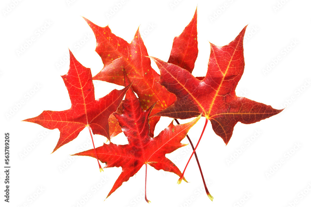 Fototapeta premium Red maple leaf isolated on white background 