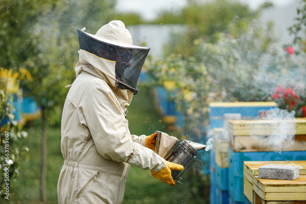 Beekeeper smoking honey bees with bee smoker on the apiary Beekeeper smoking honey bees with bee smoker on the apiary