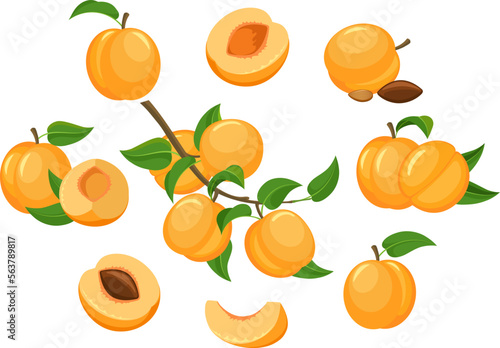 Cartoon apricots isolated