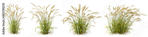 Cutout meadow grass field shape transparent backgrounds 3d rendering png file