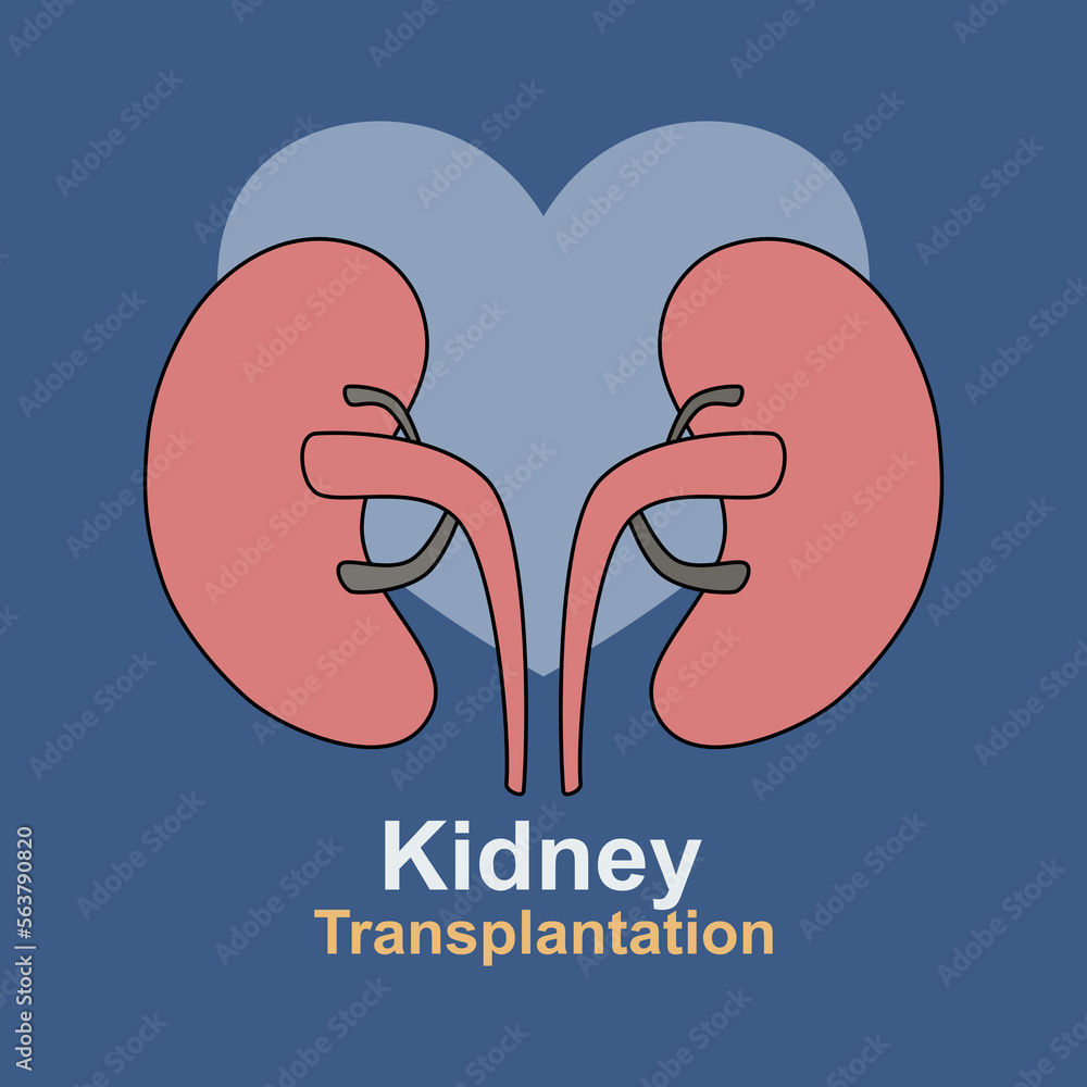 kidney transplantation,Cleansing and transfusion of blood through a