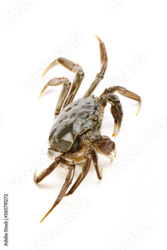 Crab on white background © zcy