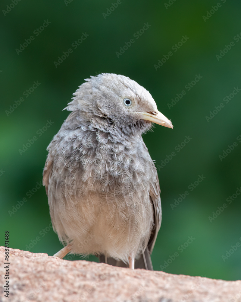 Yellow-billed babbler (Argya affinis) observed in Hampi in Karnataka, India Yellow-billed babbler (Argya affinis) observed in Hampi in Karnataka, India
