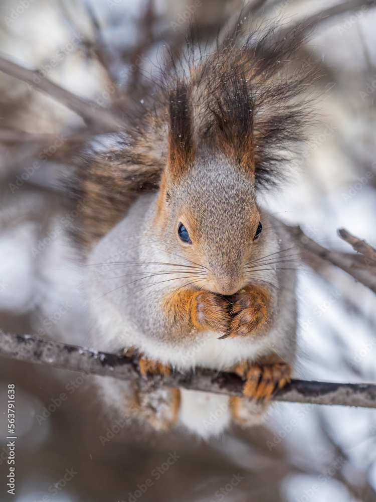 Fototapeta premium The squirrel with nut sits on tree in the winter or late autumn