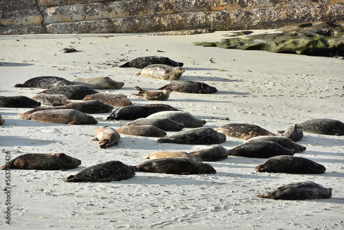 Sea lions resting on rocky beaches in San Diego
