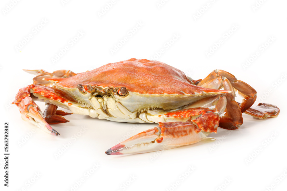 steamed crab on white background steamed crab on white background