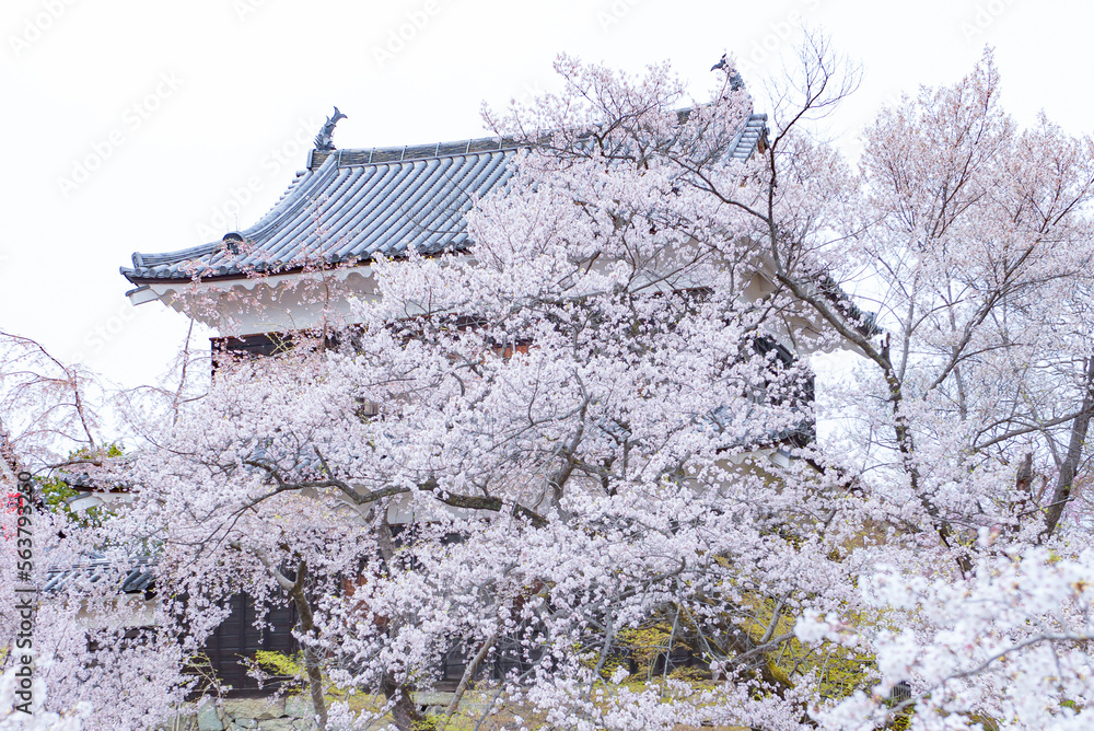 Sakura blooming in Spring at Ueda Castle Ruins Park, Nagano, Japan Sakura blooming in Spring at Ueda Castle Ruins Park, Nagano, Japan