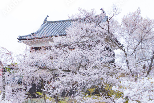 Sakura blooming in Spring at Ueda Castle Ruins Park, Nagano, Japan photo