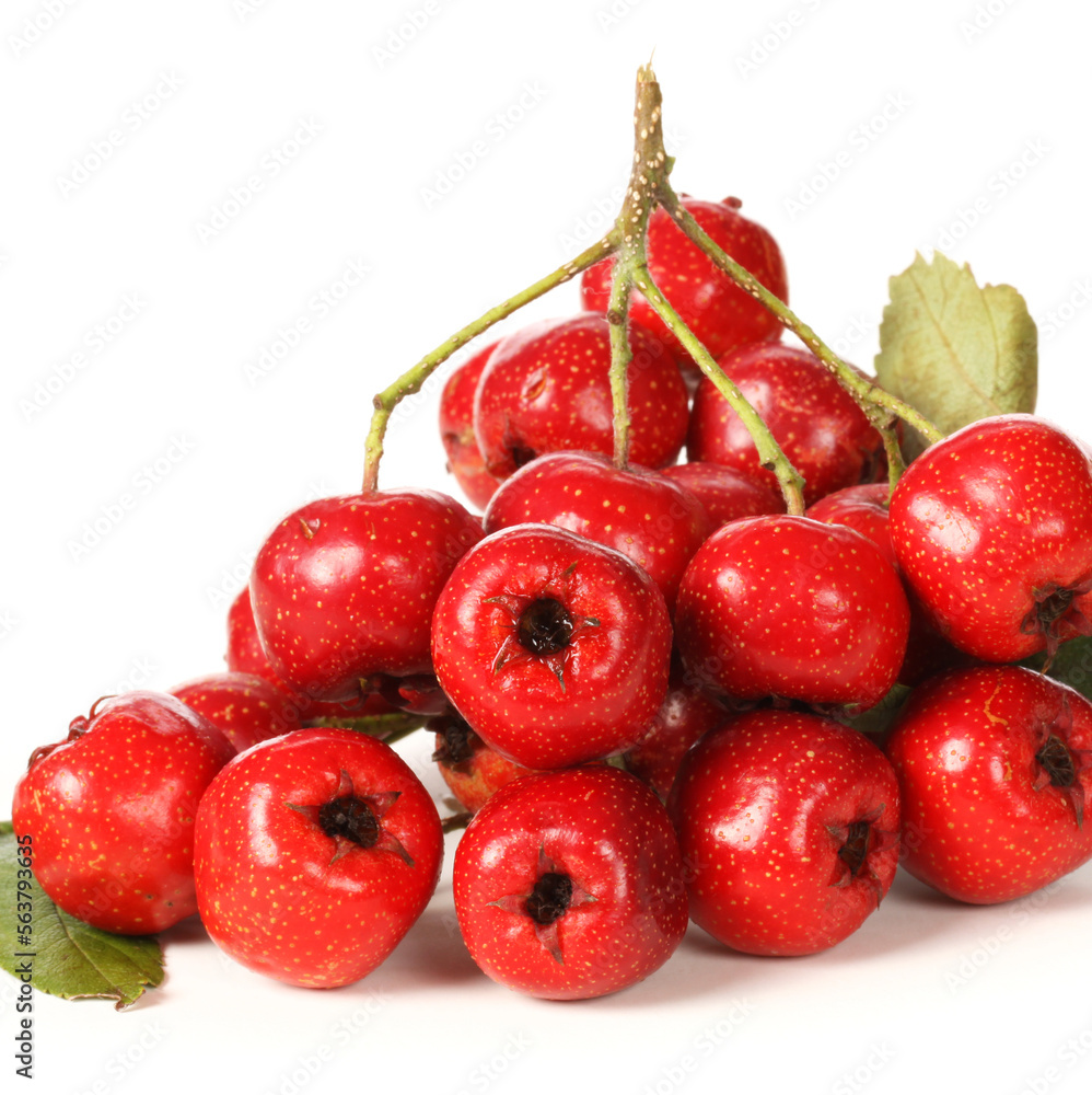 Obraz premium Hawthorn on white background