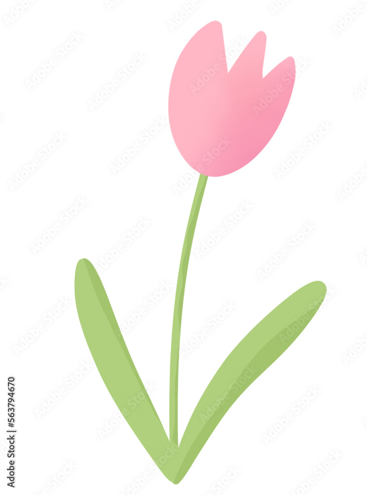 tulip flower illustration tulip flower illustration