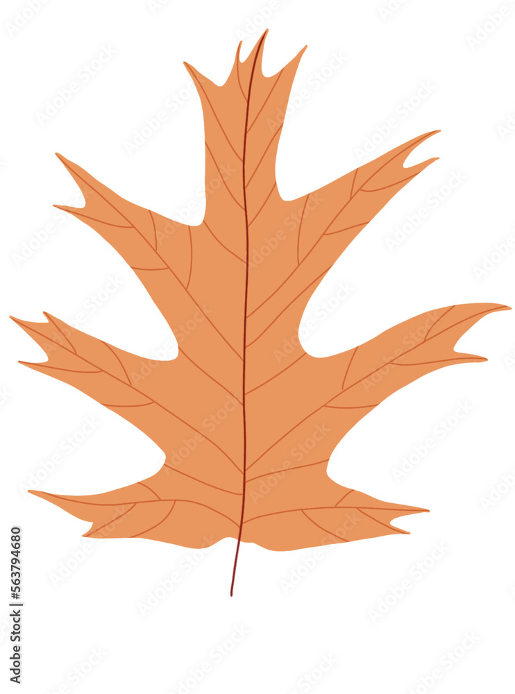 Obraz premium maple leaf on a white background