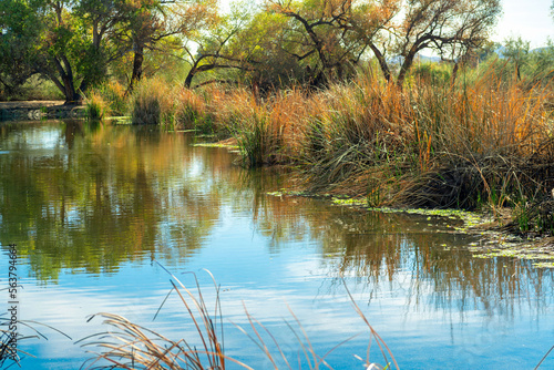 Idyllic and serene grassy area near swamp or lake where aquatic animals live and swim with cat tails and tall grass