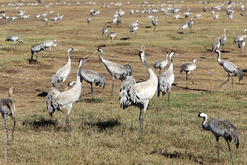 Naklejka premium A large flock of cranes winters on a lake in northern Israel.