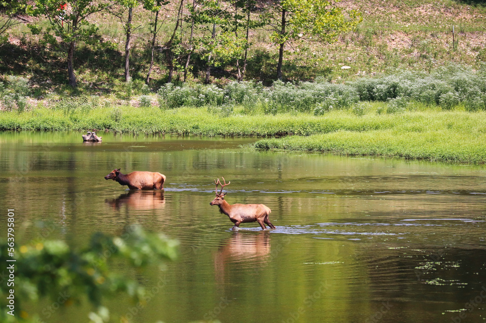 elk in the lake