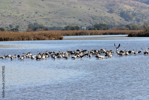 A large flock of cranes winters on a lake in northern Israel.