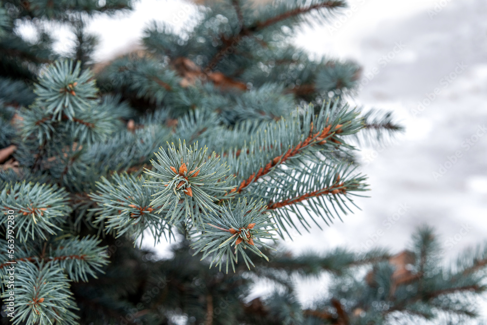 Blue spruce branches with silver needles as a natural background. Blue spruce branches with silver needles as a natural background.