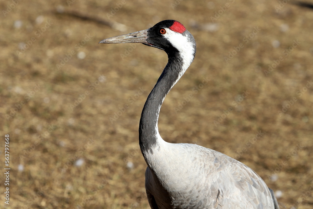 Fototapeta premium A large flock of cranes winters on a lake in northern Israel.