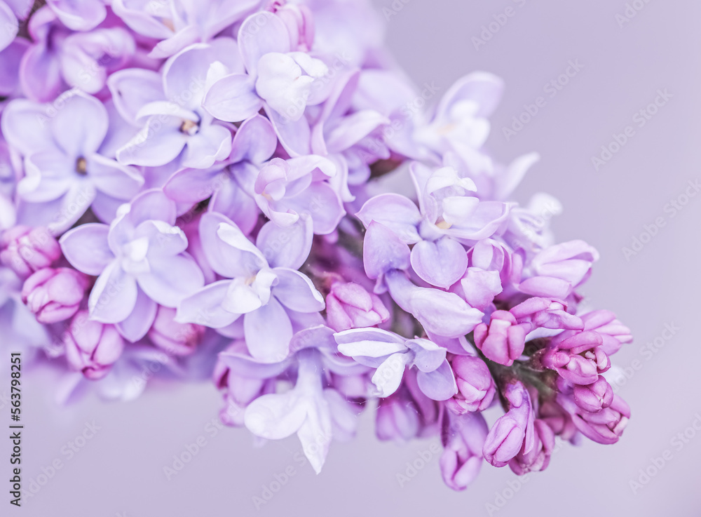 Purple terry Lilac flower petals. Macro flowers background for holiday design. Soft focus