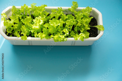 green fresh lettuce grows in a flower box on a blue background.home hobby, have copyspace. agriculture.vegetables and greens harvest at home on the windowsill