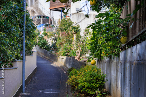 Fototapeta Naklejka Na Ścianę i Meble -  夏みかんの木のある住宅街の細い坂道