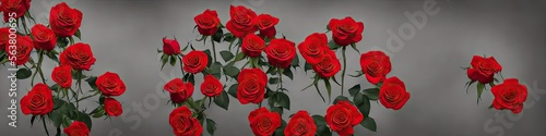 Gorgeous red roses - panoramic illustration of colorful red rose flowers. Showing pretty petals  these fragile plants are eye-appealing and beloved. Made by generative AI