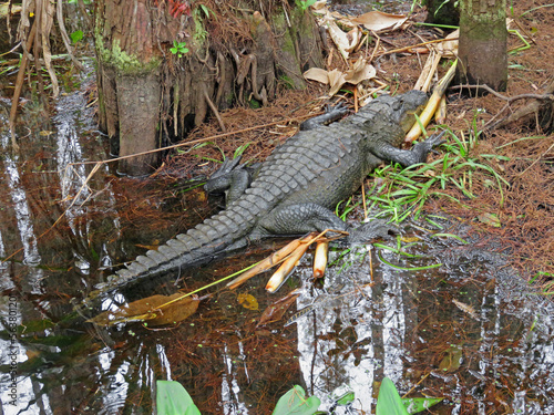 Alligator at Corkscrew Swamp Sanctuary Audubon Naples Florida