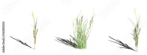 wild field grass, isolated on white background, 3D illustration, cg render © vadim_fl