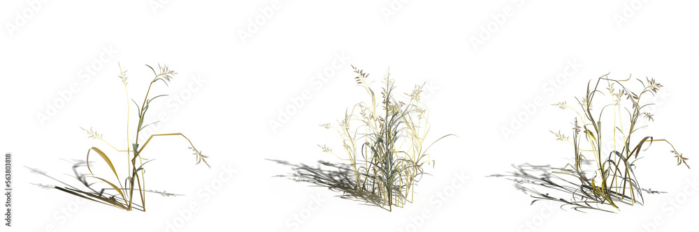 Obraz premium wild field grass, isolated on a transparent background, 3D illustration, cg render