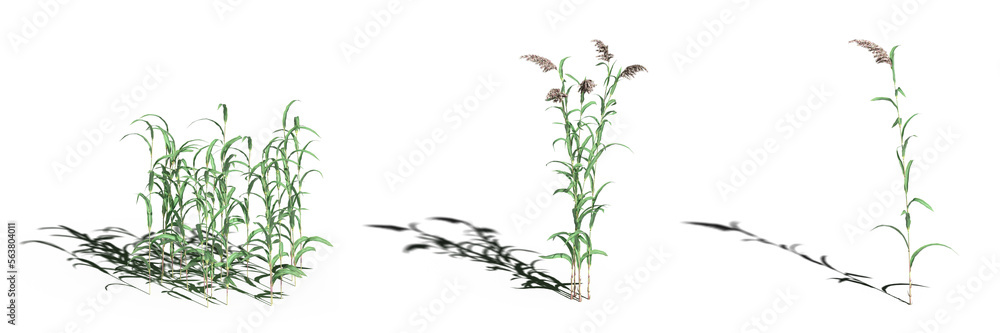 Fototapeta premium wild field grass, isolated on a transparent background, 3D illustration, cg render