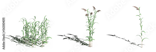 wild field grass  isolated on a transparent background  3D illustration  cg render