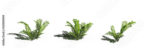 wild field grass  isolated on a transparent background  3D illustration  cg render